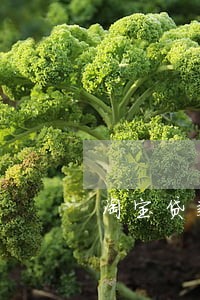 淘宝贷款逾期三年 淘宝贷款逾期三年