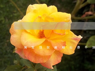 淘宝贷款逾期后查不到了 淘宝贷款逾期后查不到了