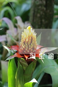 淘宝逾期不拿会退给商家吗 淘宝逾期不拿会退给商家吗