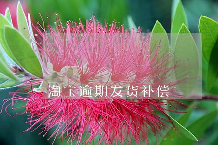 淘宝逾期发货补偿 淘宝逾期发货补偿
