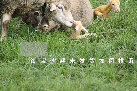 淘宝逾期未发货如何投诉 淘宝逾期未发货如何投诉