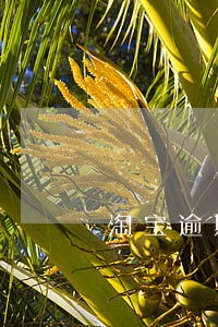 淘宝逾期未发货怎么申请赔偿 淘宝逾期未发货怎么申请赔偿