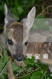 淘宝逾期未处理的影响 淘宝逾期未处理的影响