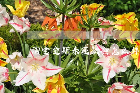 淘宝逾期未还款会怎么样 淘宝逾期未还款会怎么样