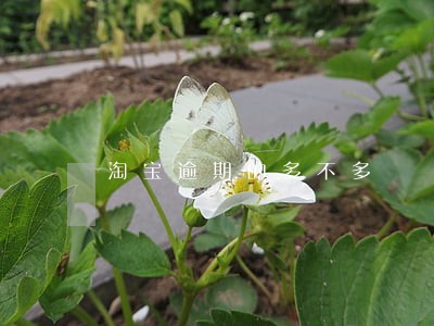 淘宝逾期的多不多 淘宝逾期的多不多