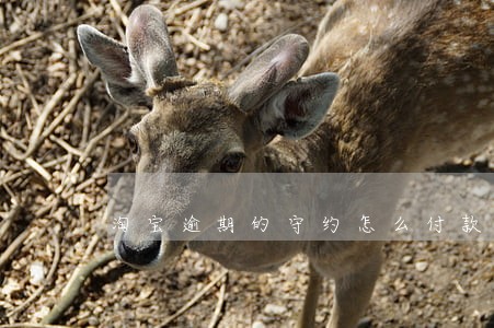 淘宝逾期的守约怎么付款 淘宝逾期的守约怎么付款