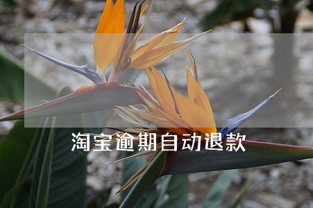 淘宝逾期自动退款 淘宝逾期自动退款