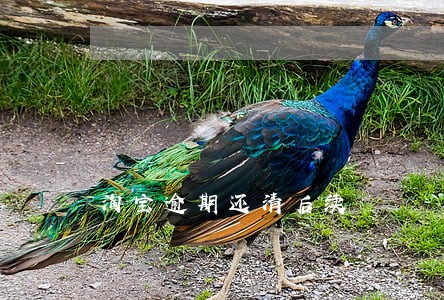 淘宝逾期还清后续 淘宝逾期还清后续
