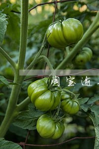 淘宝逾期退款后是否要支付邮费 淘宝逾期退款后是否要支付邮费