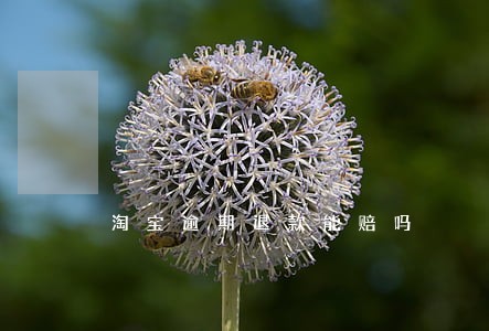 淘宝逾期退款能赔吗 淘宝逾期退款能赔吗