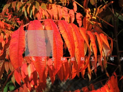 淘宝金融逾期怎么解决 淘宝金融逾期怎么解决