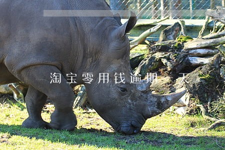 淘宝零用钱逾期一天