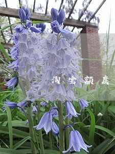 淘宝额度流水己逾期操作