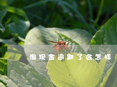 淘现金逾期了会怎样 淘现金逾期了会怎样