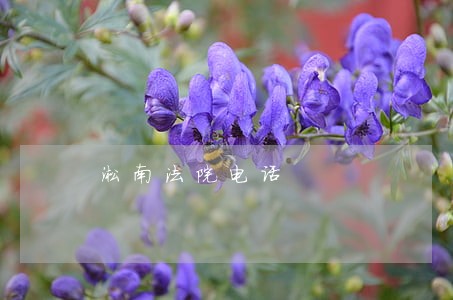 淞南法院电话