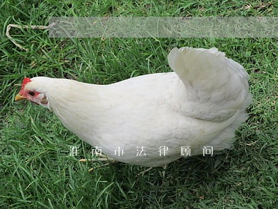 淮南市法律顾问