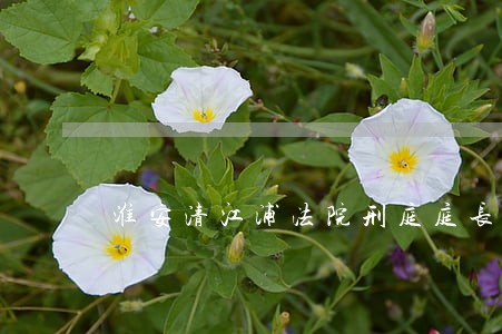 淮安清江浦法院刑庭庭长 淮安清江浦法院刑庭庭长