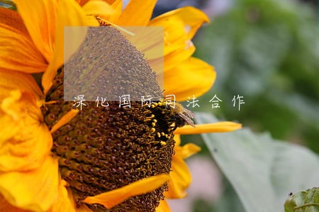 深化国际司法合作 深化国际司法合作