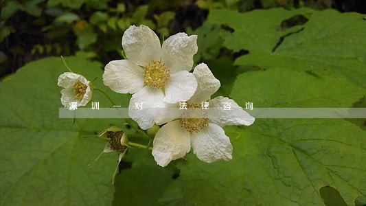 深圳一对一法律咨询 深圳一对一法律咨询