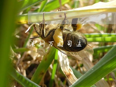 深圳万国司法 深圳万国司法
