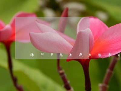深圳万惠逾期欠款案件