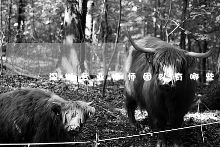 深圳专业律师团队有哪些