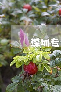 深圳专业法律顾问平台 深圳专业法律顾问平台