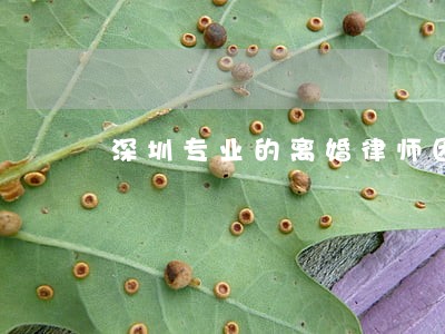 深圳专业的离婚律师团队 深圳专业的离婚律师团队