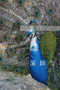 深圳专利侵权诉讼流程律师 深圳专利侵权诉讼流程律师