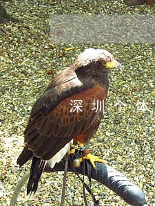 深圳个体户年报时间逾期