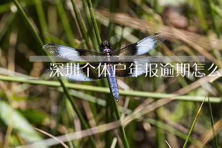 深圳个体户年报逾期怎么网上补报 深圳个体户年报逾期怎么网上补报