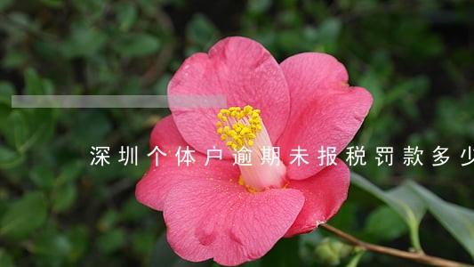深圳个体户逾期未报税罚款多少 深圳个体户逾期未报税罚款多少