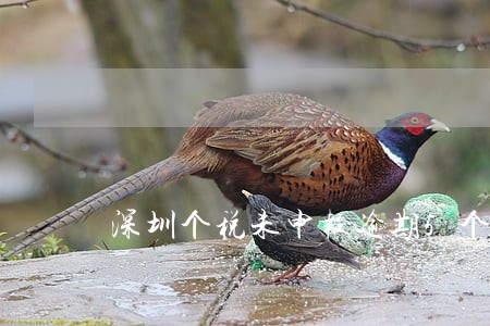 深圳个税未申报逾期5个月 深圳个税未申报逾期5个月