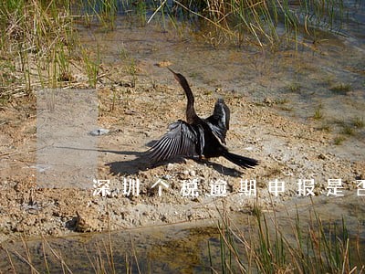 深圳个税逾期申报是否有罚款 深圳个税逾期申报是否有罚款