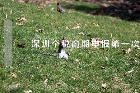 深圳个税逾期申报第一次会罚款吗 深圳个税逾期申报第一次会罚款吗