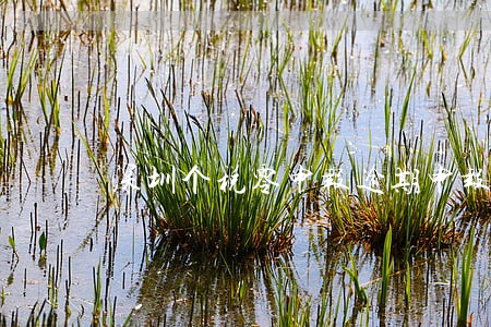 深圳个税零申报逾期申报 深圳个税零申报逾期申报