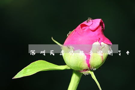 深圳买房信用卡逾期了4次 深圳买房信用卡逾期了4次