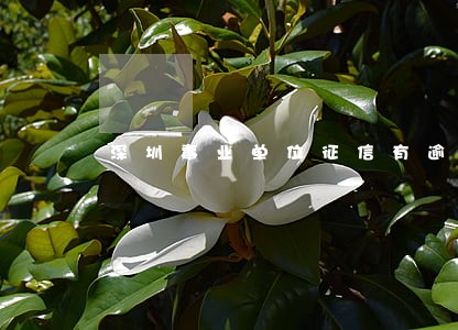 深圳事业单位征信有逾期 深圳事业单位征信有逾期