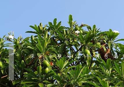 深圳互联网选车牌号逾期 深圳互联网选车牌号逾期