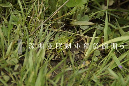 深圳亚联财小额贷逾期6年 深圳亚联财小额贷逾期6年
