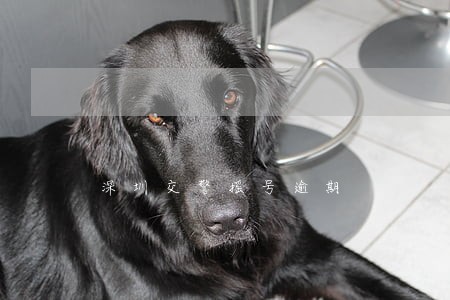 深圳交警摇号逾期 深圳交警摇号逾期
