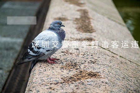 深圳交警重拳打击客运违法行为 深圳交警重拳打击客运违法行为