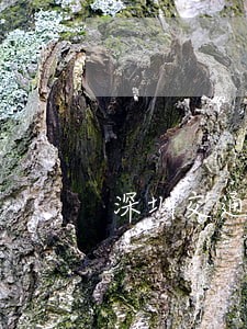 深圳交通查询 深圳交通查询