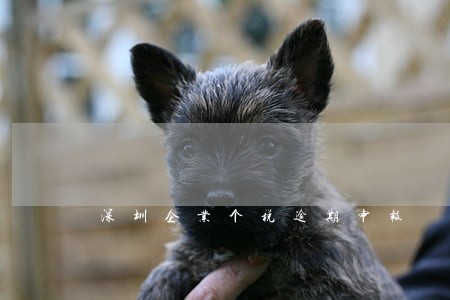 深圳企业个税逾期申报 深圳企业个税逾期申报