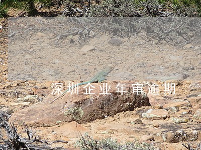 深圳企业年审逾期 深圳企业年审逾期