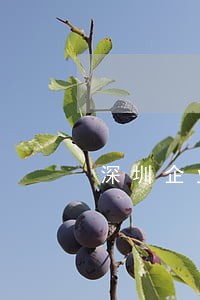 深圳企业年报逾期怎么办 深圳企业年报逾期怎么办