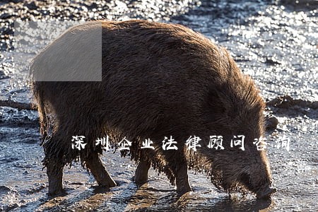 深圳企业法律顾问咨询 深圳企业法律顾问咨询