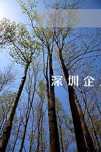 深圳企业法律顾问年新多少 深圳企业法律顾问年新多少