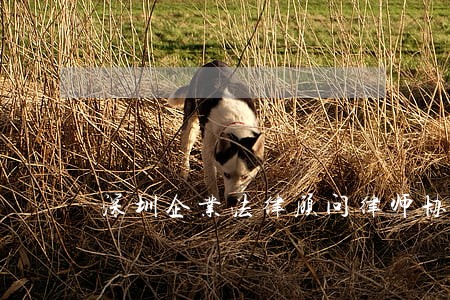 深圳企业法律顾问律师协会 深圳企业法律顾问律师协会