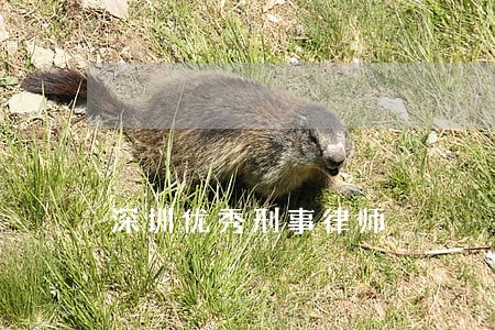 深圳优秀刑事律师 深圳优秀刑事律师